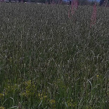 Camping Le Coin Tranquille drink