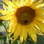 Building For Sale: Auberge/bar/restaurant Bebida