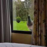 Château Tilques Getränk