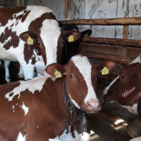 La P'tite treille Boisson