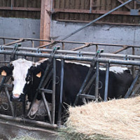 Ferme Auberge du Bambois food