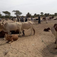 Le Fouta Djallon food