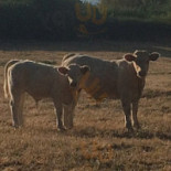 Relais De Dettey Comida