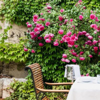 Le Cèdre De Montcaud food