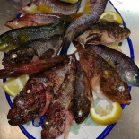 Calamarea Nourriture