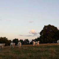 La Colline Du Colombier food