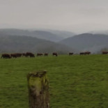 Le P'tit Cardinal outside