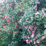 Auberge La Source Exterior