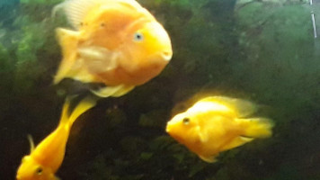 China Thai Nourriture