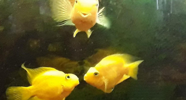 China Thai Nourriture