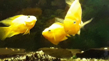 China Thai Nourriture