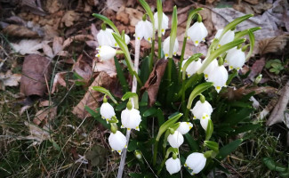 Hospoda U KrkoviČky Boisson