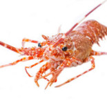 Les Clefs d'Argent drink