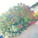 Maison Forte Extérieur