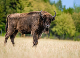 Zoopark Chomutov drink