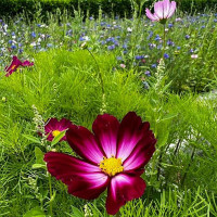 Allium outside