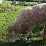 Le Refuge Gourmand Poule Ou Coq Exterior