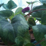 La Croix Cadeau drink