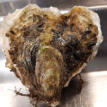 O Petit Ange Des Mer Vente De Coquillages Food