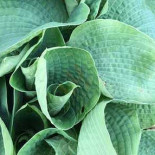 La Table De La Place Bebida