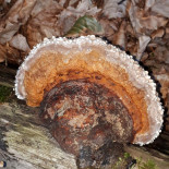 Le Chalet De Freydières food