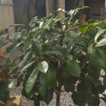 Domino's Pizza Saint-philbert-de-grand-lieu Bebida