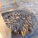 Parc des Graves Getränk