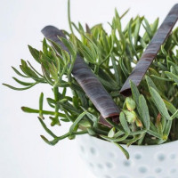 La Passagère Hôtel Belles Rives Boisson