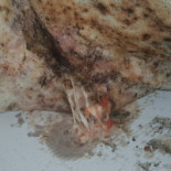 Le Pre Au Bois Boisson