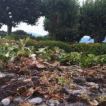 Cédric Pizza&bakery Outside