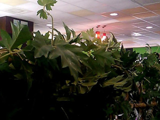 La Terrasse du Buisson