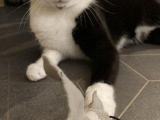 à Chats Le Café Du Chat'Ô Plescop