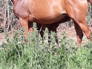 Cousin Derambure Marie Andree Jeanne