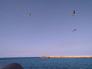 Latino Cafe Resturant