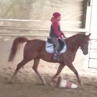 Poney Club Asptt Nancy