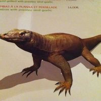 Le Komodo À Argeles