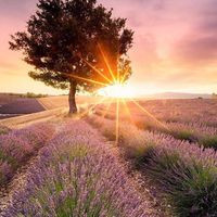 Valensole Provence