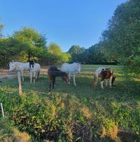 Poney Club Des Fontaines